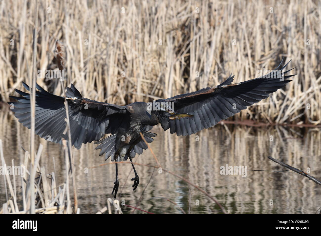 Un ronzio uccello seduto sul ramo Foto Stock