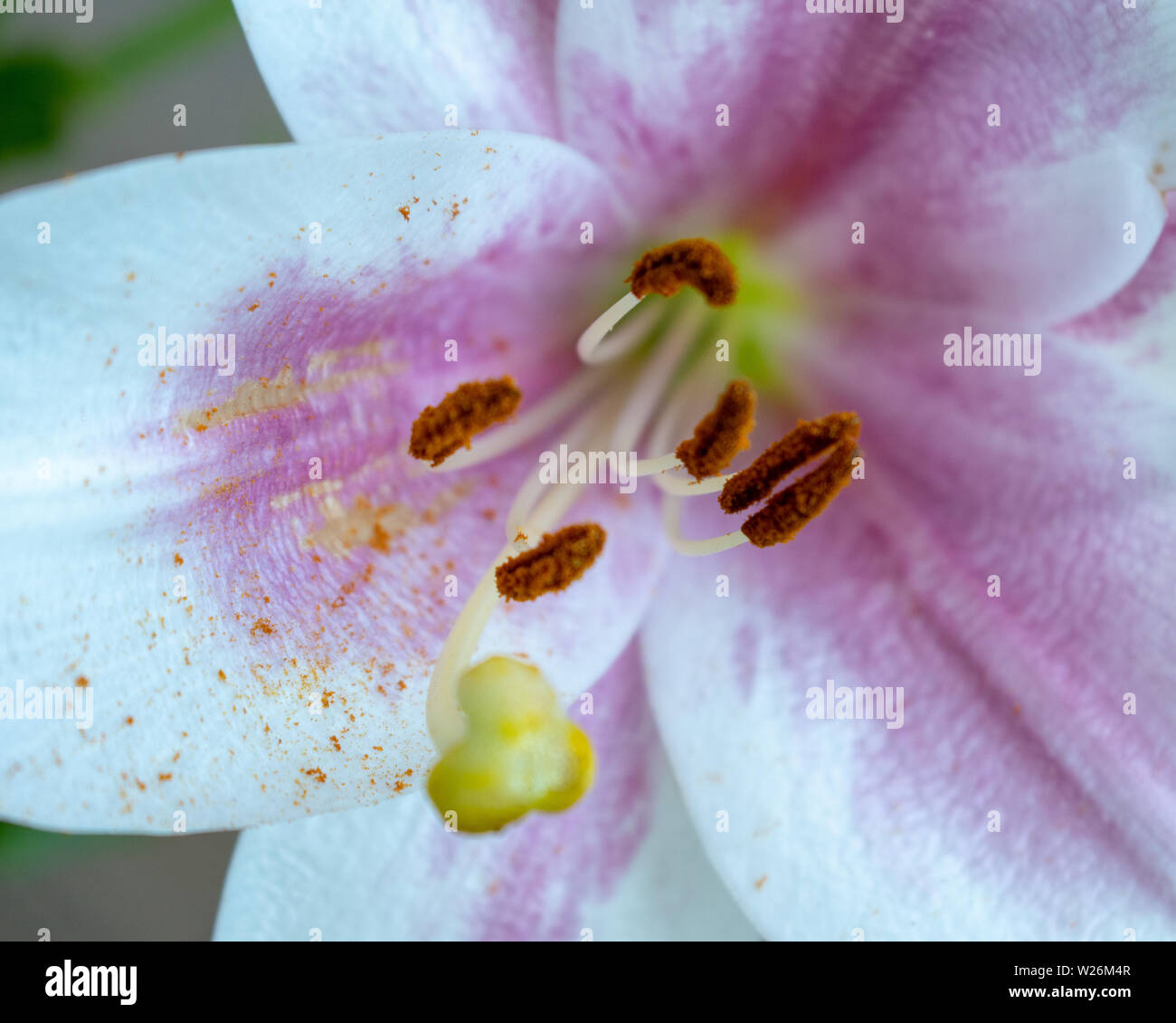 Una varietà di fiori nel giardino Foto Stock