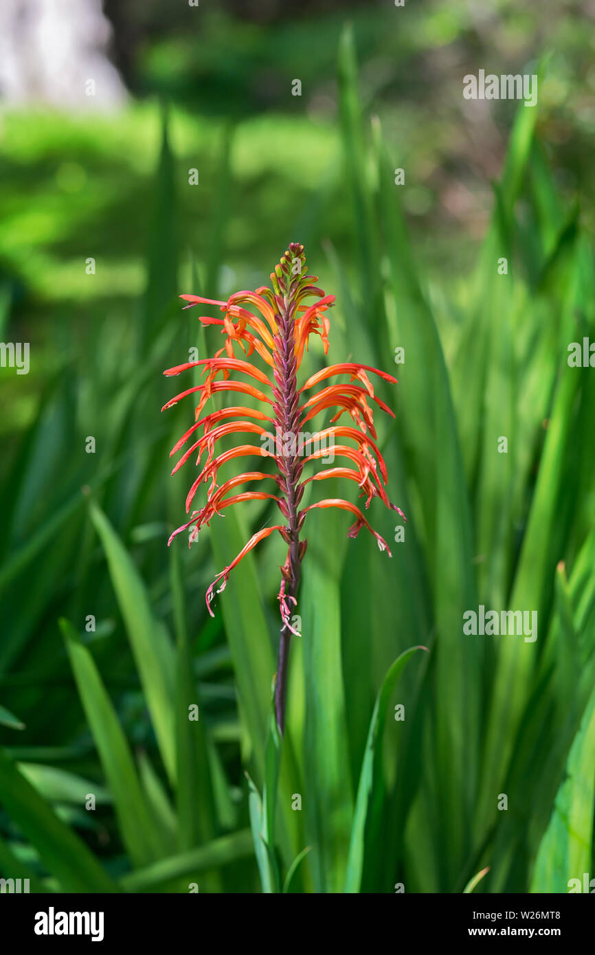 Fiore Chasmanth (Iris famiglia) che fiorisce in Golden Gate Park di San Francisco, California Foto Stock