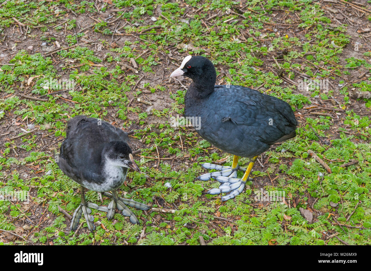 Madre Coot e giovani Chick a Roath Park Lake a Cardiff, Galles del Sud Foto Stock