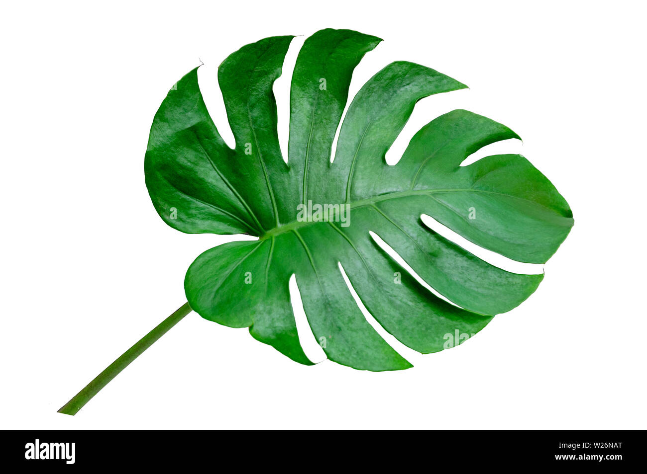 Foglie di monstera foglie con isolare su sfondo bianco lascia su bianco Foto Stock