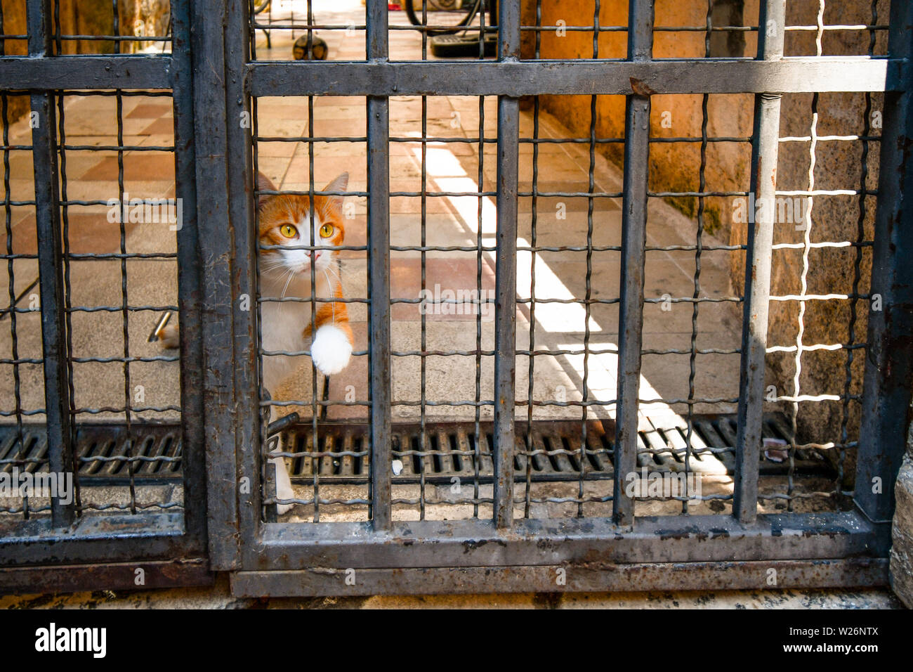 Un arancio e bianco di capelli corti cat siede dietro gated bar nel cortile di un appartamento nel centro di Kotor, Montenegro, la città dei gatti. Foto Stock