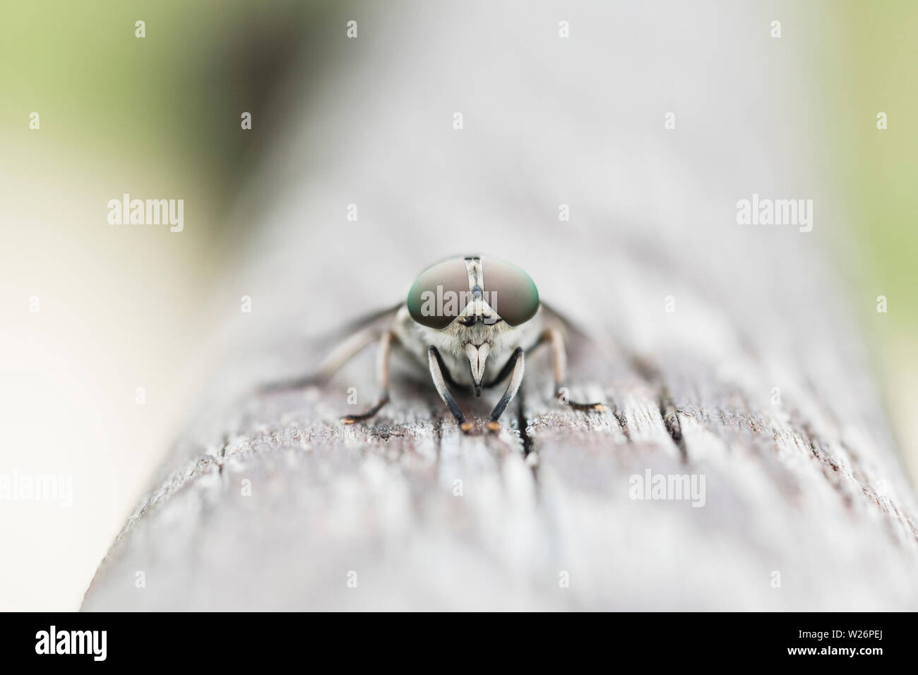 Horse-fly guardando dritto Foto Stock