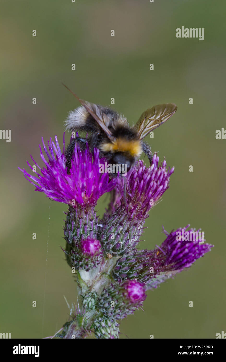 L'impollinazione, un buff-tailed bumblebee sul viola fiore di una palude thistle Foto Stock