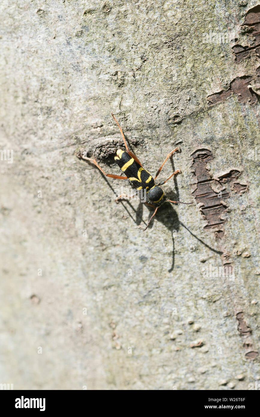 Wasp beetle (Clytus arietis) Foto Stock