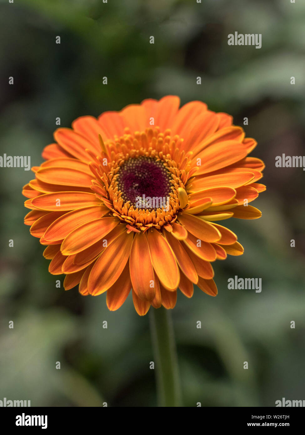 Gerbera margherite (Gerbera jamesonii) sono comunemente coltivate per il loro luminoso e allegro daisy-come i fiori. Foto Stock