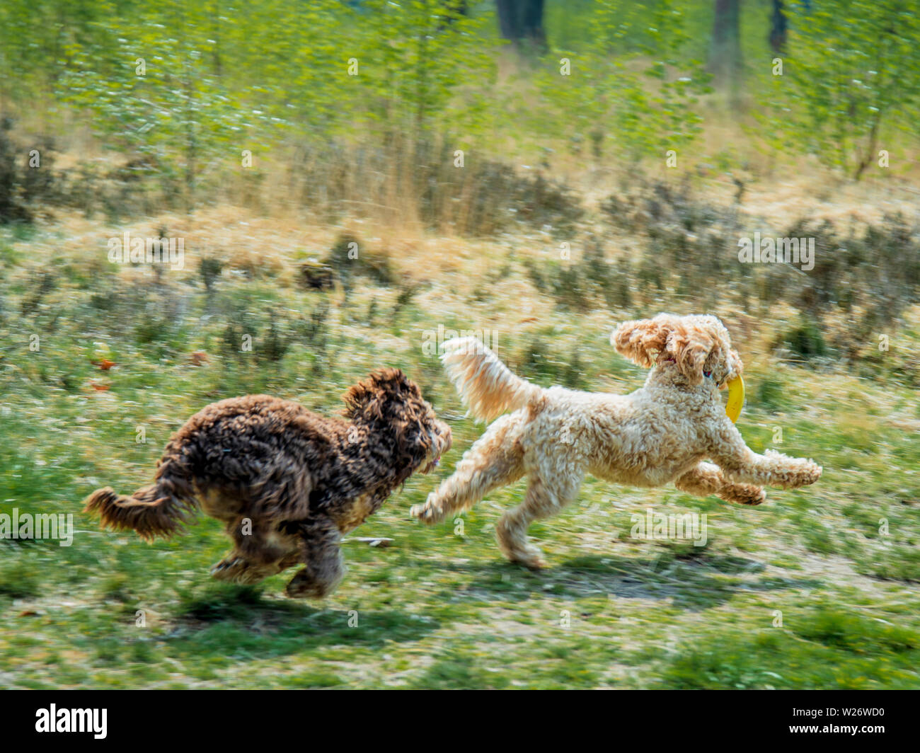 Cavapoo Foto Stock