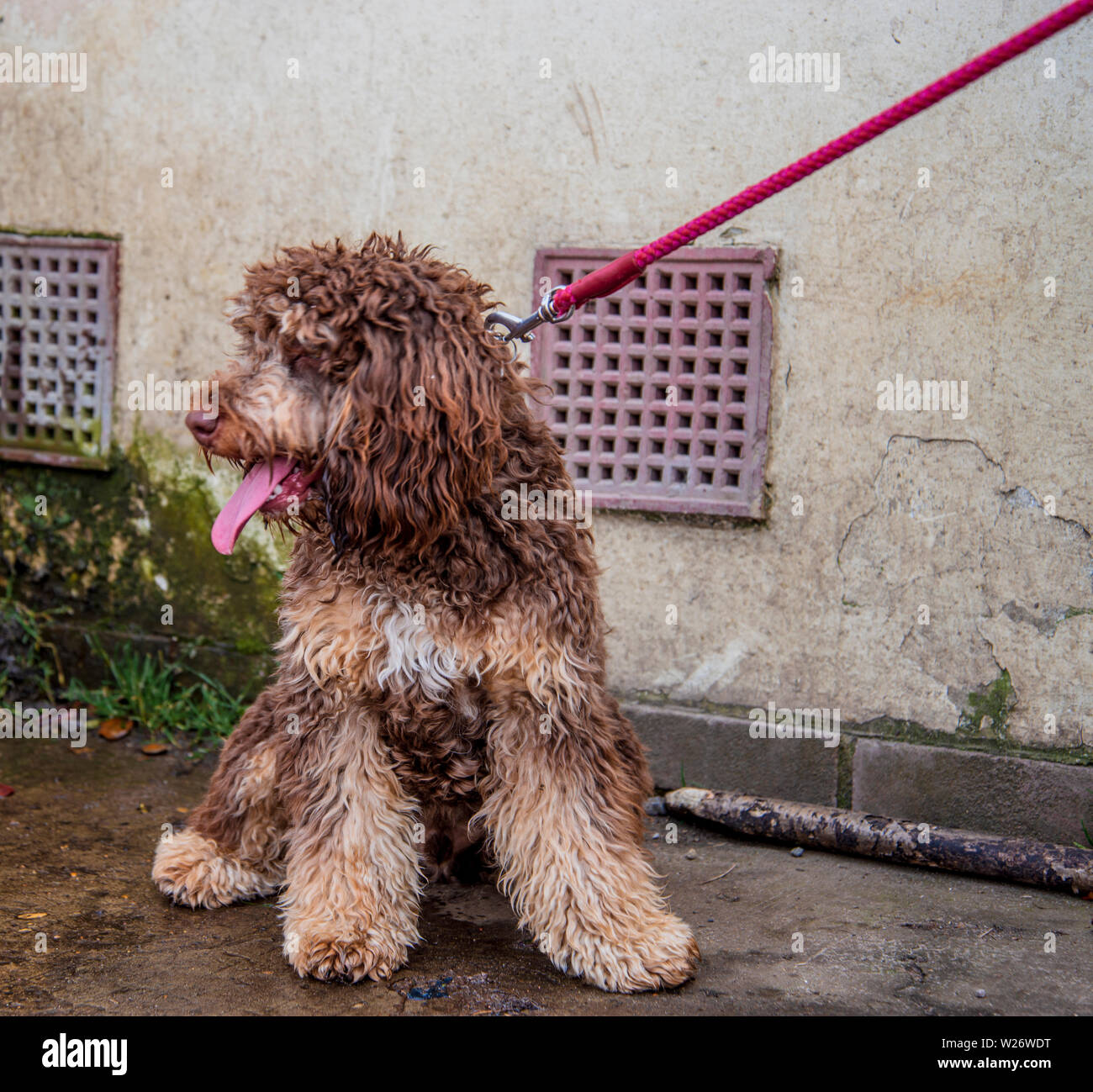 Cavapoo Foto Stock