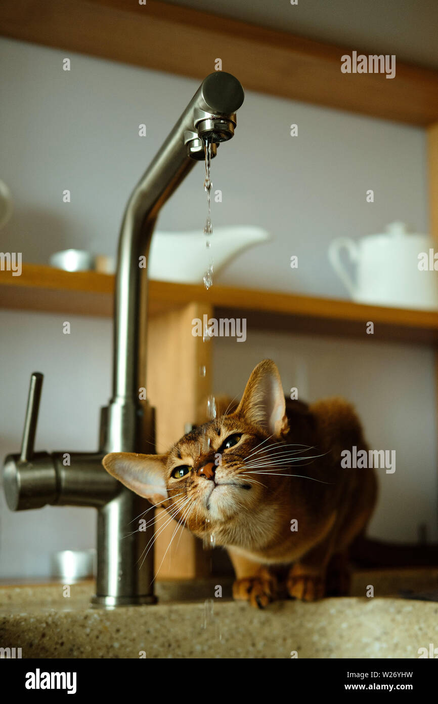 Gatto abissino beve l'acqua dal rubinetto Foto Stock