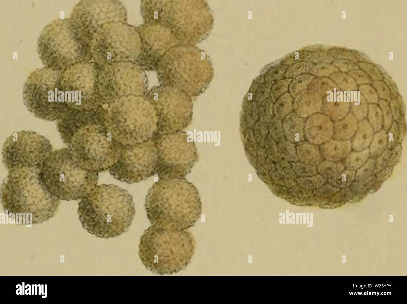 Immagine di archivio da pagina 27 del De la fécondation naturelle et. De la fécondation naturelle et artificielle des Végétaux et de l'ibridazione, considérée dans ses Rapports Avec l'orticoltura, l'agriculture et la silvicoltura, contenant les moyens pratiques d'opérer l'ibridazione et de créer facilement des variétés nouvelles delafcondation1862leco Anno: 1862 Foto Stock