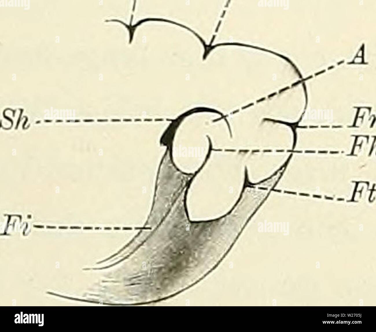 Immagine di archivio da pagina 28 del Denkschriften der Medicinisch-Naturwissenschaftlichen Gesellschaft zu. Denkschriften der Medicinisch-Naturwissenschaftlichen Gesellschaft zu Jena denkschriftender6101medi Anno: 1879 II Das nervensystem centrale der Monotreraen und Marsupialier. II Fiss, in posizione. posteriore rhinalis ist der Grund der Fiss, in posizione. ippocampi auf diesem Schnitt 4 mm entfernt. In der ab- gebildeten Ebene hat die F. ippocampi zugleich ihren occipitalsten Punkt erreicht. Sie wendet sich nun aufsteigend erst langsam, dann immer rascher nach vorn. Ihr Endpunkt liegt senkrecht über dem tubero- Fig. 7- fig Foto Stock