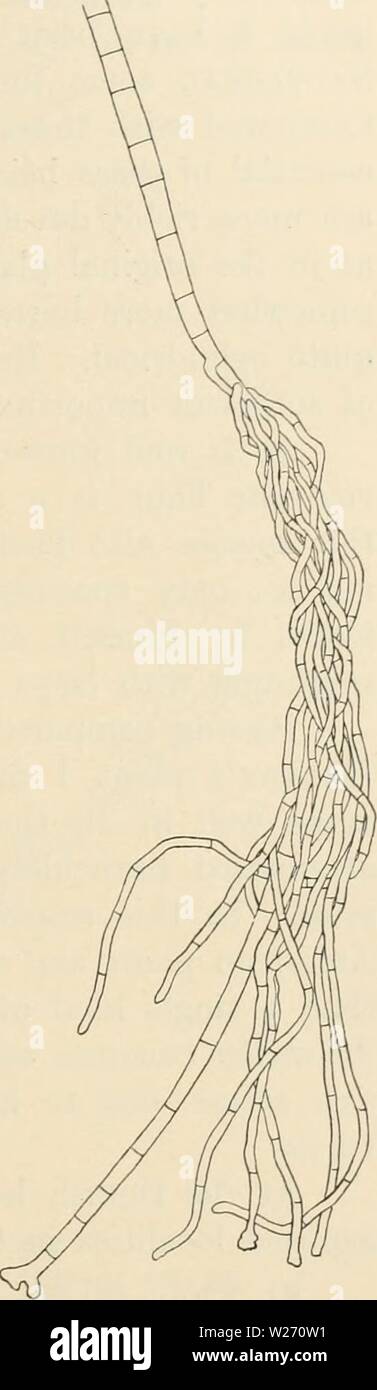 Immagine di archivio da pagina 30 del Dansk botanisk arkiv (1913-1981). Dansk botanisk arkiv danskbotaniskark02dans l'Anno: 1913-1981 F. Borgesen: Phaeophyceae danese W. Indie. 7 o più grandi delle alghe, e. g. Codiam. Il rhizoids sono circa 11/ spessore e sono costituiti da proporzionatamente lungo le cellule. Nella parte basale il principale dei filamenti sono più sottili, raggiungendo solo uno spessore di circa 22 y.; più in alto crescono più spessi, il diametro delle celle essendo qui da 35 -45, raramente 50 j", mentre la loro lunghezza è di circa 2 - 3 volte più a lungo. Nella parte superiore del tallo i filamenti diventano più sottili di nuovo, le cellule a th Foto Stock