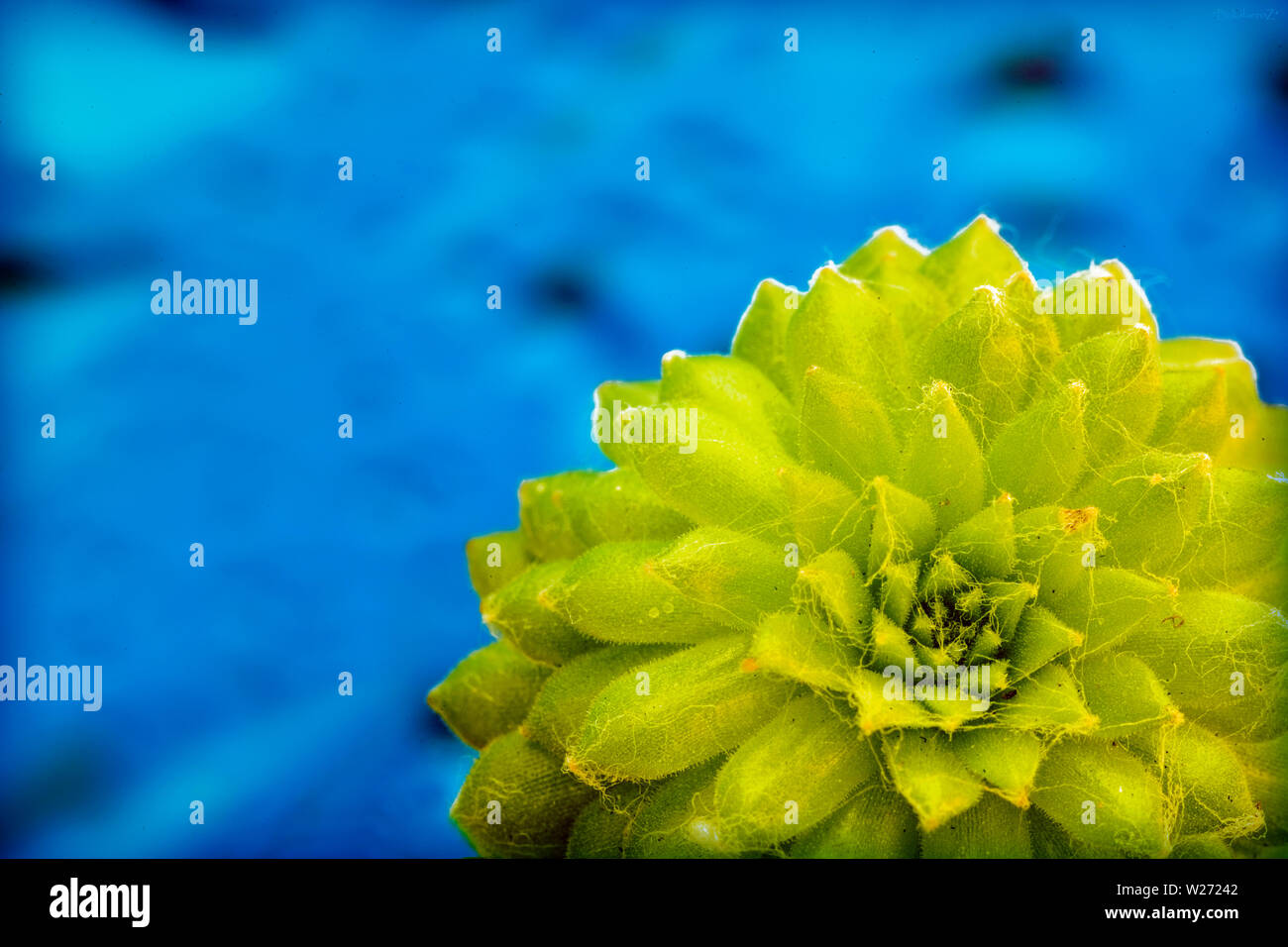 Verde macro seccullent fiore in sfondo blu e sfondi in cima stampe di alta qualità Foto Stock