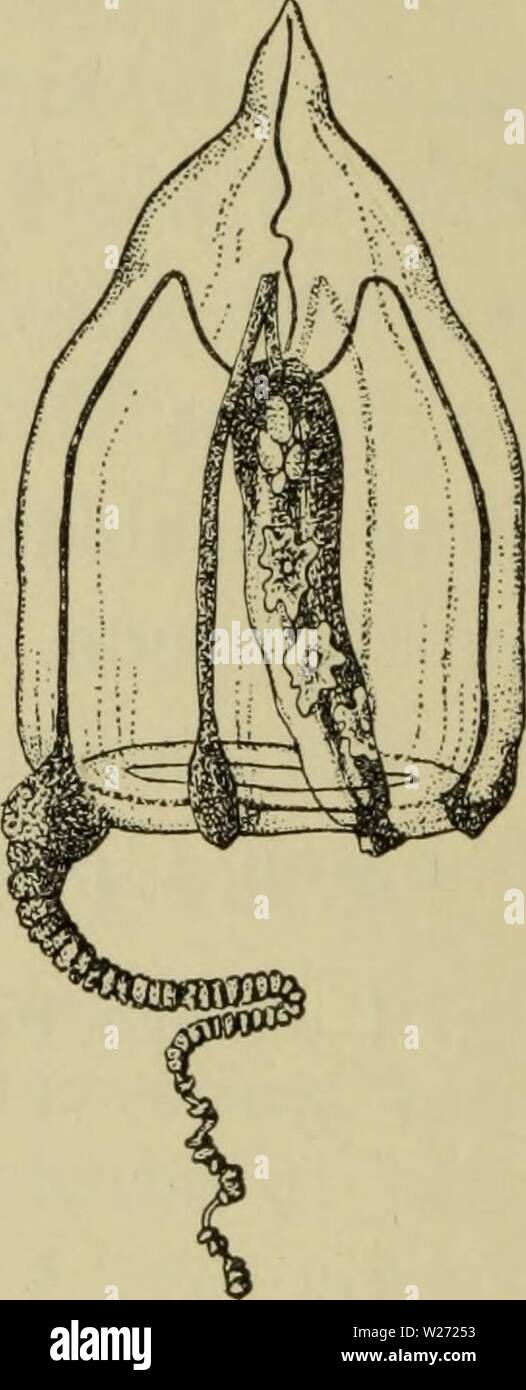 Archivio immagine dalla pagina 33 della Danmarks fauna; illustrerede haandbøger oltre. Danmarks fauna; illustrerede haandbøger su den danske dyreverden.. danmarksfaunaill43dans l'anno: 1907 a Fig. 9. un Euphysa aurata (Tegning af Damas), h Euphysa tenta- culata (efter Kramp), c Steenstrupia nutans (efter Hartlaub). den ved Jyllands Vestkyst, meget almindelig ho Kattegat, og Øresund Baelterne, uomini er ikke fundet ho Østersøen. Den begynder a morsa sig ho Juni eller Juli, er almindeligst i agosto og forsvinder som Regel ho Oktober eller novem- ber, kan cane undtagelsesvis endnu findes i dicembre eller Januar. 2. Foto Stock
