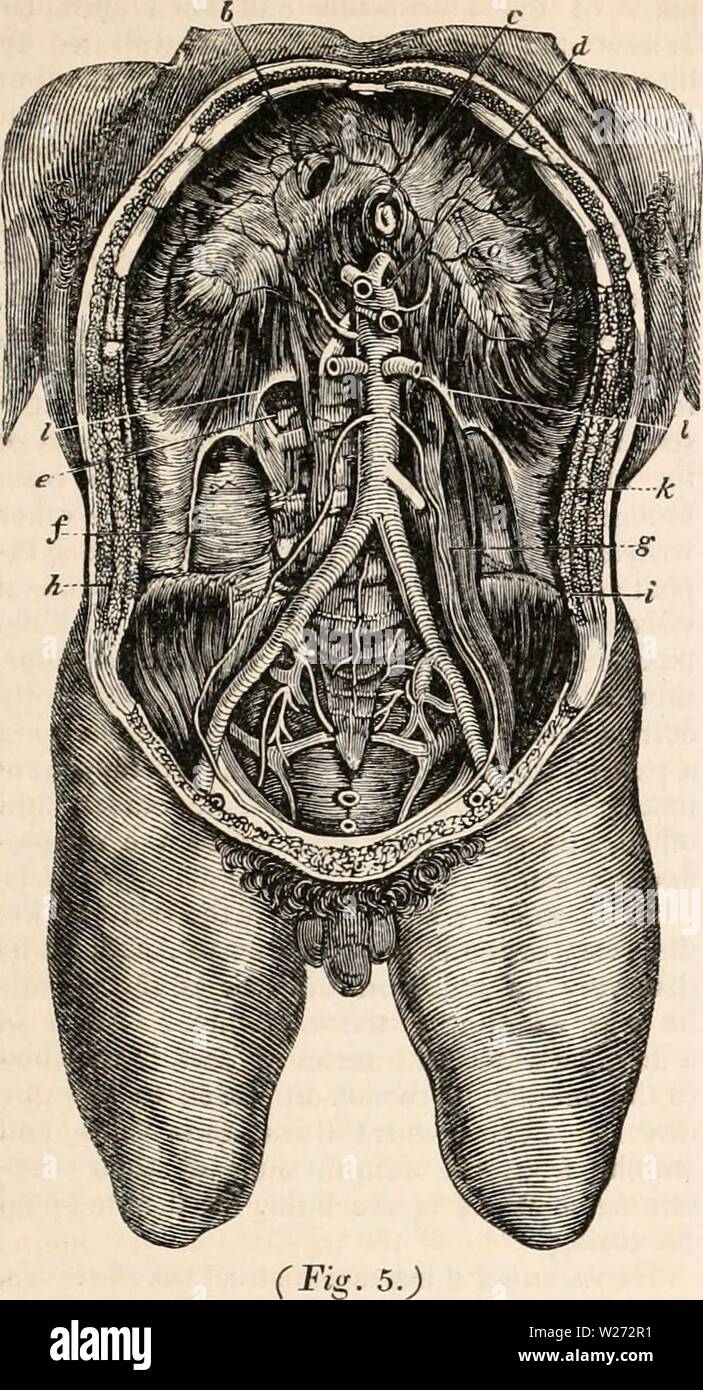 Archivio immagine dalla pagina 34 della encyclopaedia - Wikizionario di anatomia e Foto Stock