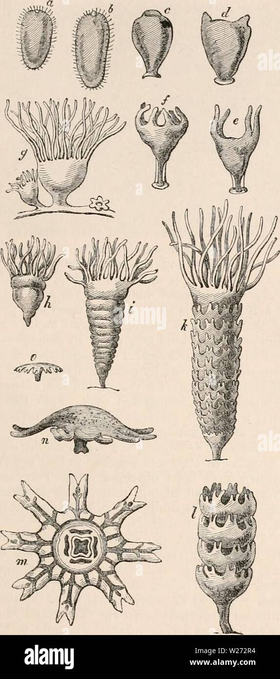 Archivio immagine dalla pagina 34 della encyclopaedia - Wikizionario di anatomia e Foto Stock