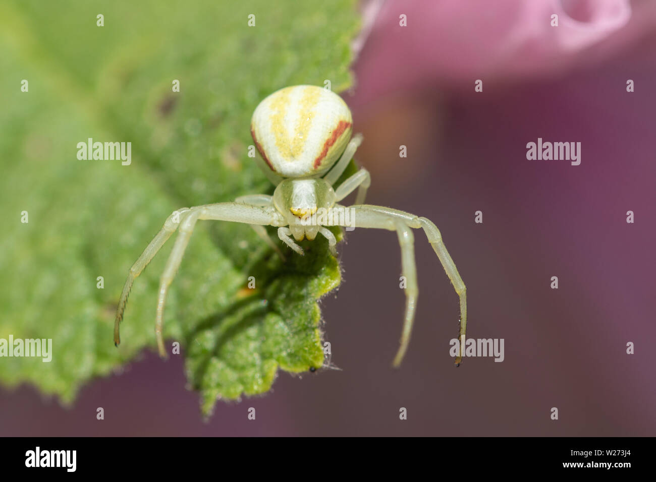 Oro ragno granchio (Misumena vatia) su una foglia hollyhock, REGNO UNITO Foto Stock