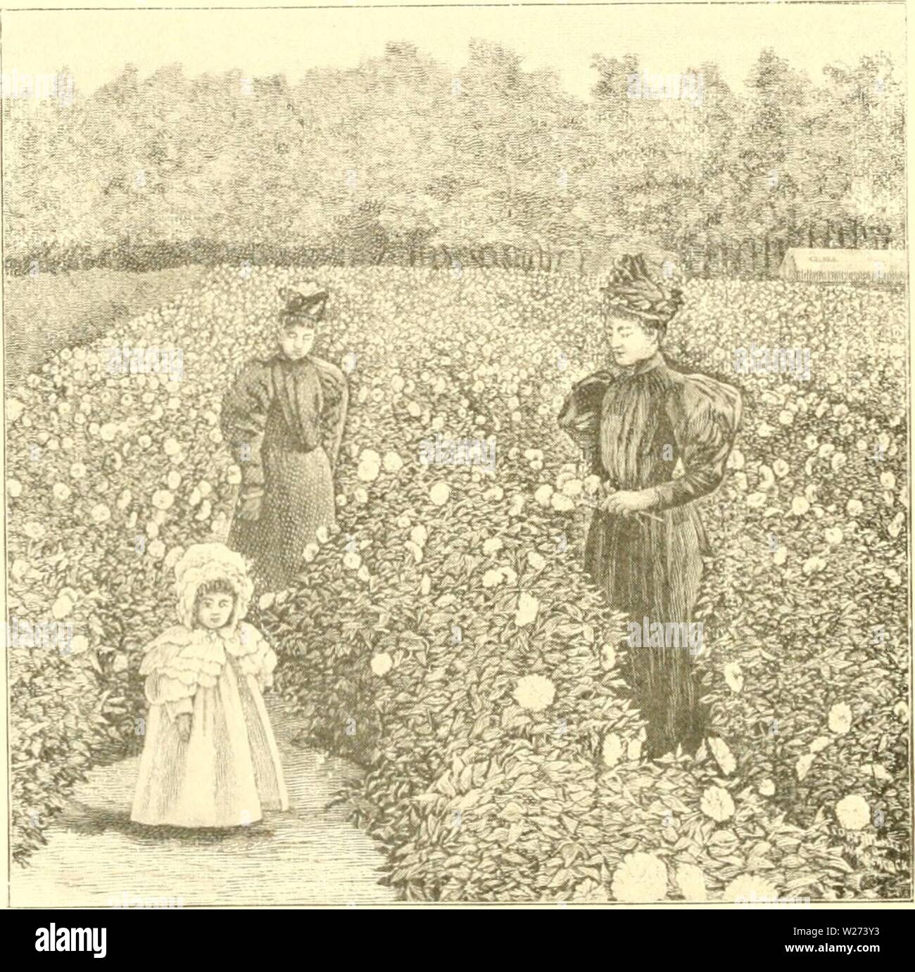 Archivio immagine dalla pagina 37 della dalia una pratica. La dalia : un pratico trattato sulla sua abitudini, le caratteristiche di coltivazione e storia dahliapracticalt00peac Anno: 1896 CAMPO DI NVMPH.EA dalie. Piantato Maggio 3otli. Foto"raphed sett. 28tli, 1895, alter nove settimane con- tinuous droutli. Stelo Siiiiile l&GT;rancliin' svsteni. Foto Stock