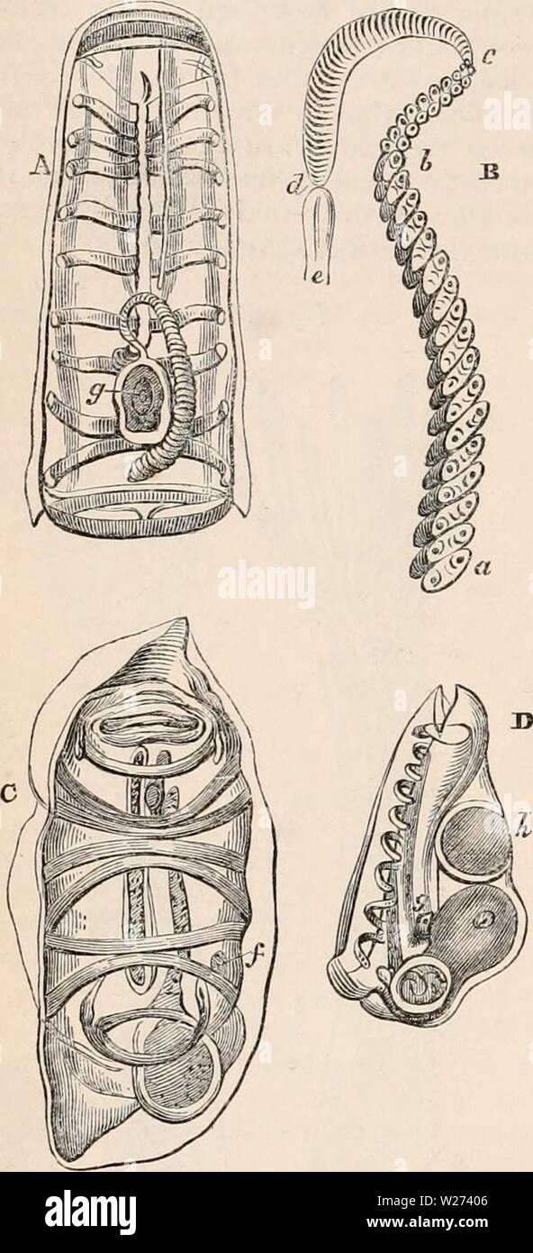 Archivio immagine dalla pagina 37 della encyclopaedia - Wikizionario di anatomia e Foto Stock