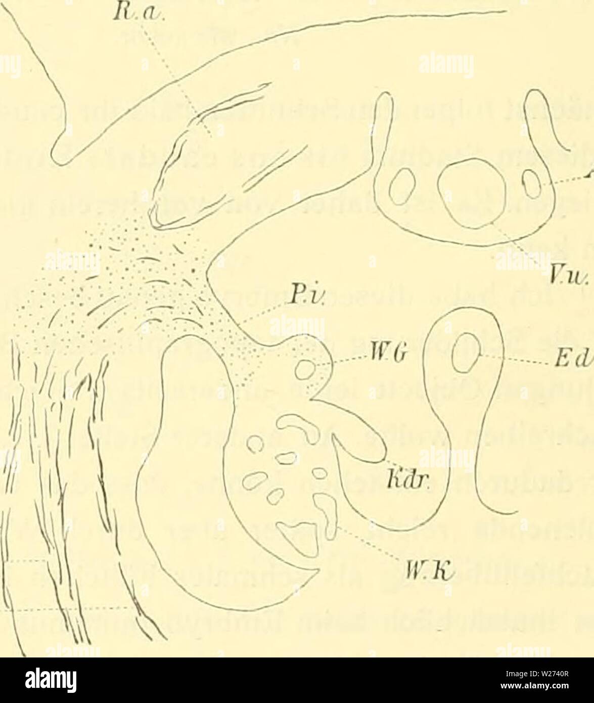 Immagine di archivio da pagina 37 del Denkschriften der Kaiserlichen Akademie der. Denkschriften der Kaiserlichen Akademie der Wissenschaften, Mathematisch-Naturwissenschaftliche Classe denkschriftender74kais Anno: 1904 ..JIC. O.d.c Ta W.K: Am. San Magen. Pa. Pankreasanlage. N. Niere. Mg. Meso- R. a. Muse, rectus addominali. 0. a. e. Obliquus addominali externus gastrium. L. Milzanlage. Me. mesentere. W. K., und 0. a. i. internus. T. a. Transversus addominali. V. u. Biagio. W. G., M. G., Kdr., wie zuvor. .1. n. Nabelarterie. P. i. Plica inguinalis. W. K. Wolffscher Körper. /Ü/i-. Keimdrüse. £&LT;/. Foto Stock