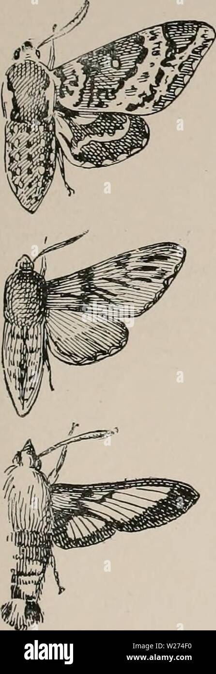 Immagine di archivio da pagina 38 del giorno farfalle e duskflyers. Il giorno di farfalle e duskflyers del New England, come trovare e li conoscono daybutterfliesdu00manopola Anno: 1895 20. Dolba hylasus. 1 a. Forewing soda leggera, contrassegnati con rosso scuro hindwing marrone bruno di luce. 21. Harrisii Elhma. grigio brunastro. 2 a. Grigio cenere con segni più scuri, hindwing luce 22. Hemaris (Sesid thvsbc). 2 a. Ala parzialmente trasparente parzialmente rosso marrone rossiccio, torace parte verde oliva, gambe luce colorata. Hemaris diffinis. 2 a. Come H. thysbc, tranne parte del torace luce giallastra, e gambe nero. Hemaris gradUs. ijX a. Lik Foto Stock
