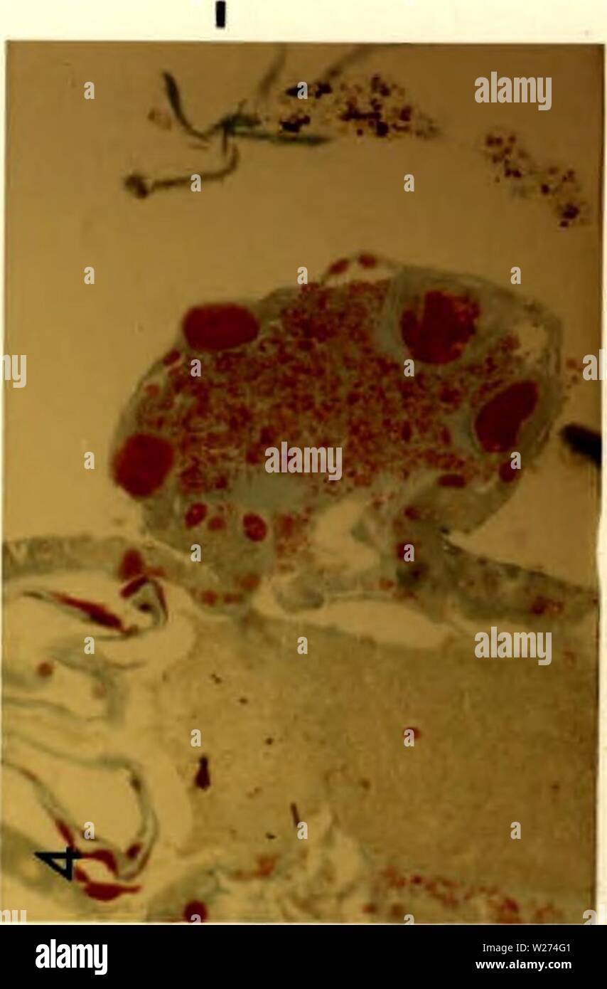 Immagine di archivio da pagina 39 di citopatologia di poliedrosi nucleare. Citopatologia di nuclear polyhedrosis virus in Aedes triseriatus (diciamo) cytopathologyofn00federich Anno: 1970 " fSl Foto Stock