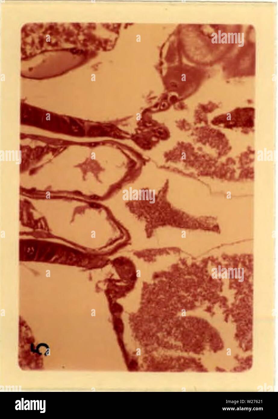 Immagine di archivio da pagina 42 di citopatologia di poliedrosi nucleare. Citopatologia di nuclear polyhedrosis virus in Aedes triseriatus (diciamo) cytopathologyofn00federich Anno: 1970 Foto Stock