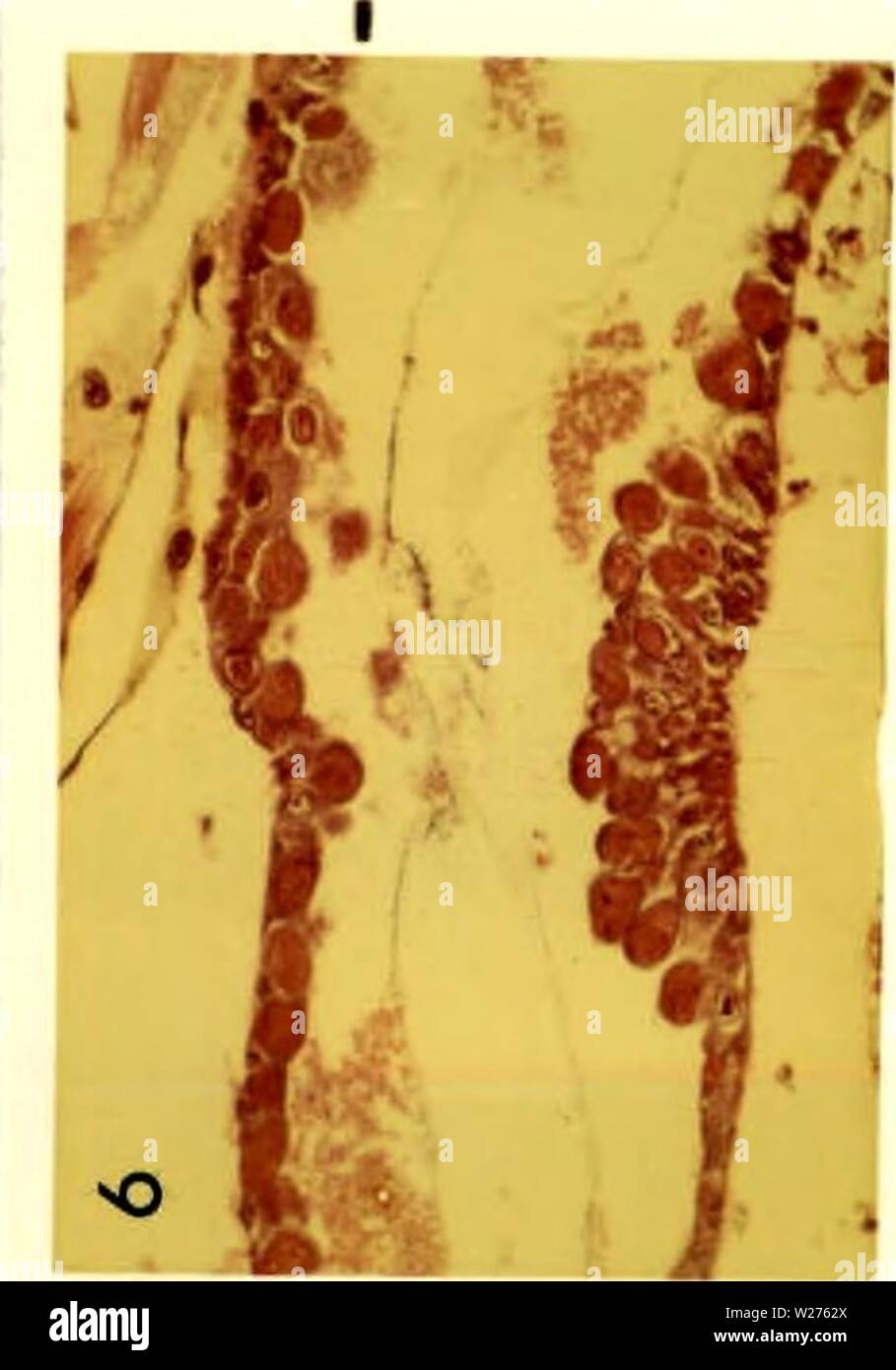 Immagine di archivio da pagina 42 di citopatologia di poliedrosi nucleare. Citopatologia di nuclear polyhedrosis virus in Aedes triseriatus (diciamo) cytopathologyofn00federich Anno: 1970 30 Foto Stock