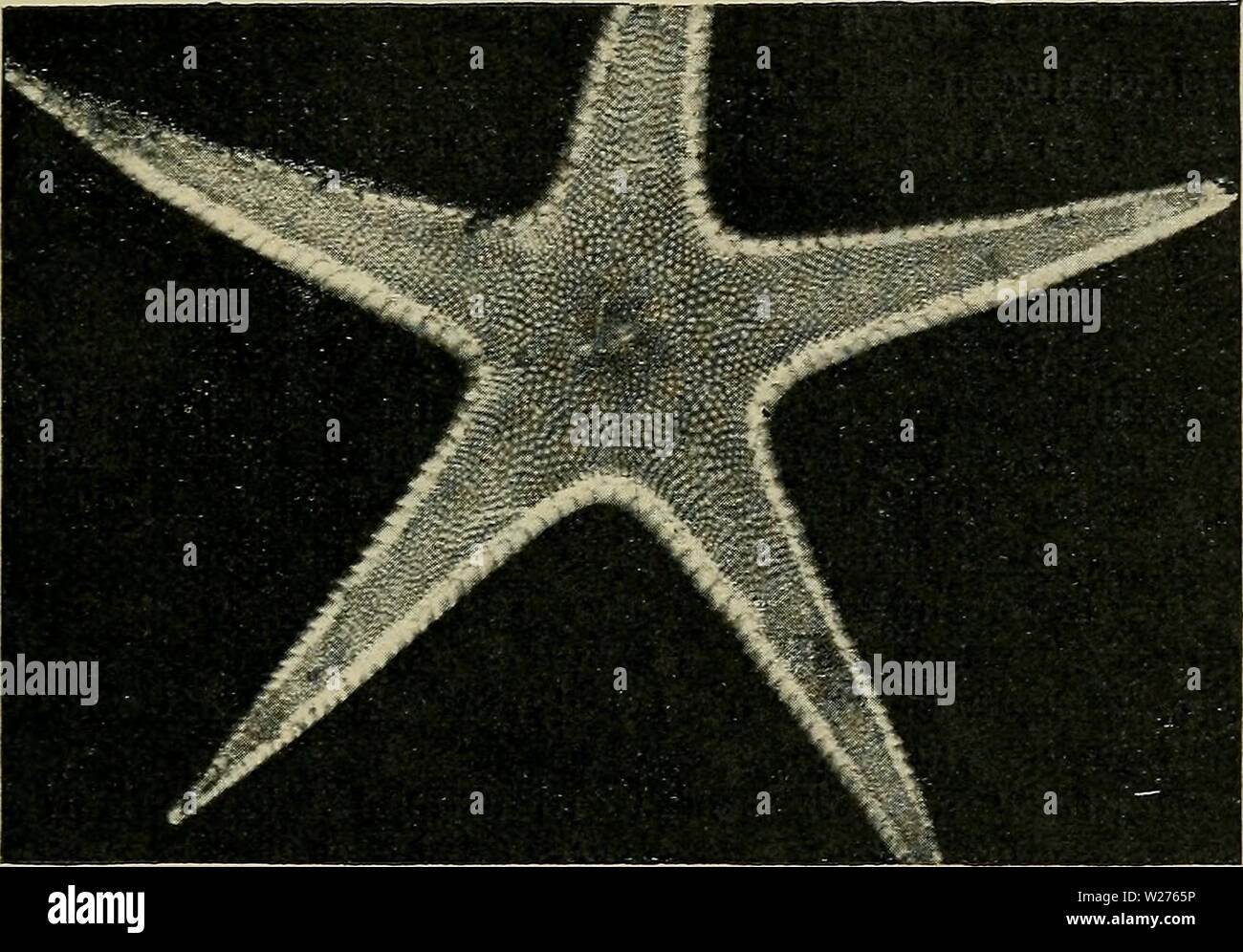 Archivio immagine dalla pagina 42 della Danmarks fauna; illustrerede haandbøger oltre. Danmarks fauna; illustrerede haandbøger su den danske dyreverden.. danmarksfaunaill27dans l'anno: 1907 39 fuldvoksen Størrelse. Tane Føde bestaar vaesentlig af Bløddyr, saerlig mindre Muslinger, Echinodermer (unge Spatanger o. a.), Foraminiferer o. a. Udviklingen ukendt, uomini de store, blommerige-AEg tyder PAA, in den ikke har pelagiske Larver. Den er almindelig paa den bløde Bund mi Skagerrak paa de større Dybder fra ca. 130 m, uomini kendes iøvrigt fra c. 70-1800 Dybde m. Den er udbredt fra det nordlige Norge (Murmankysten) Foto Stock