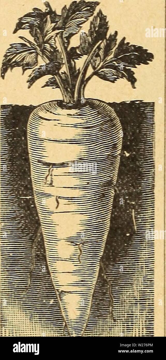 Immagine di archivio da pagina 43 di DeJong floreali e sementi Co. DeJong floreali e sementi Co dejongfloralseed1926dejo Anno: 1926 40 DE JONG E FLOREALI SEMENTI CO., Pella, IOWA PASTINACA Ger. Pastinake. Fr. Pajiais. Uno oncia seminato 200 piedi di trapano. Sov- come inizio di primavera come il tempo lo permette, in Trapani è in pollici di distanza, coprendo la metà di un pollice profondo: quando bene fino, sottile fuori per cinque o sei pollici al di là delle righe. A differenza di carote, essi sono migliorati dal gelo e si è soliti prendere fino in autunno una certa quantità per uso di inverno, lasciando il resto del terreno fino alla primavera per essere scavato come r Foto Stock