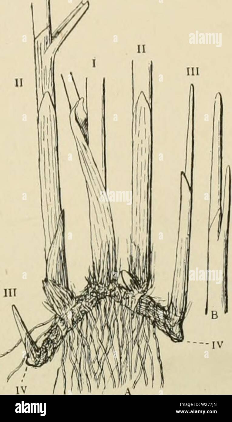 Immagine di archivio da pagina 248 del Dansk plantevaekst (1906) Foto Stock