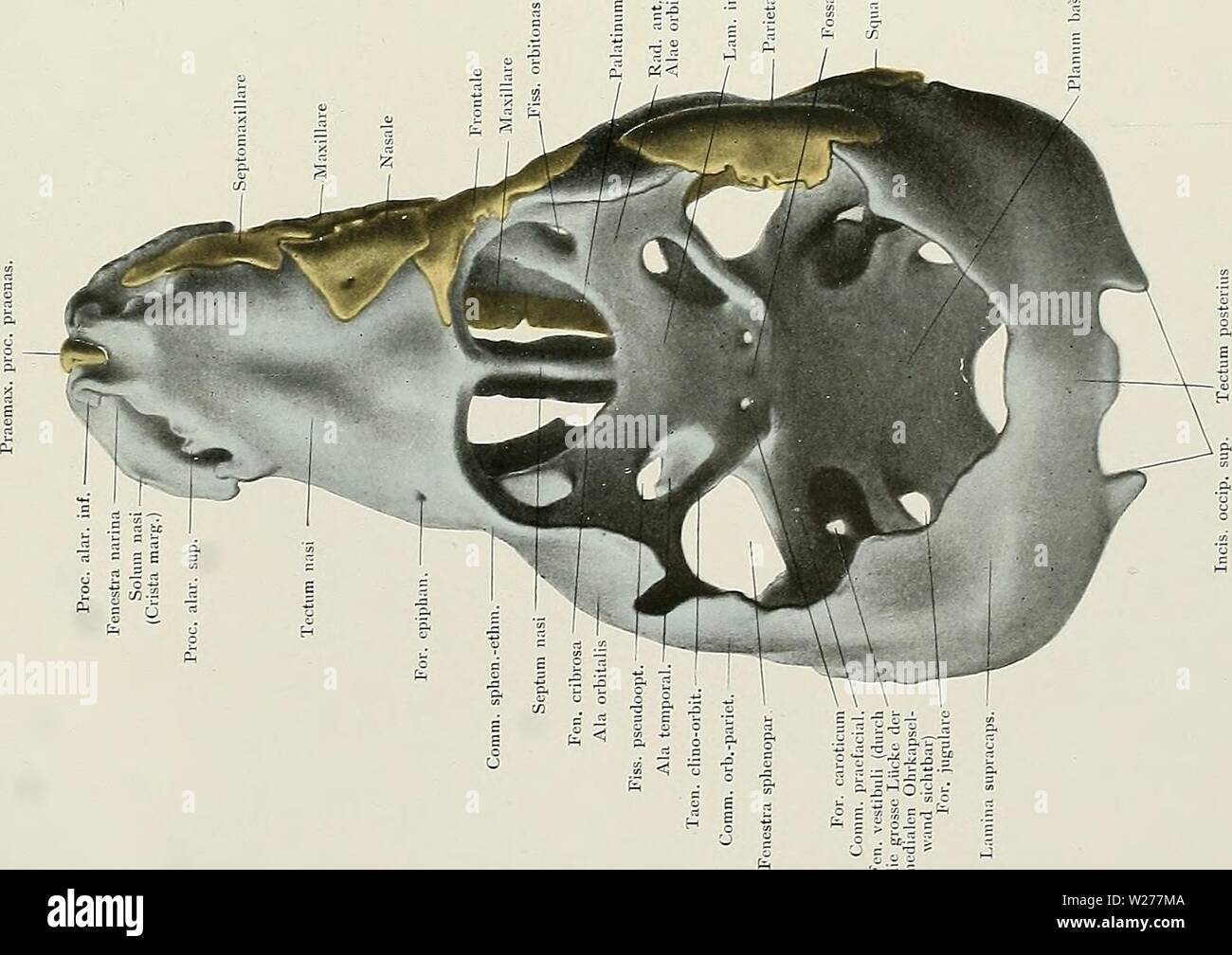 Immagine di archivio da pagina 248 di Denkschriften der Medicinisch-Naturwissenschaftlichen Gesellschaft zu. Denkschriften der Medicinisch-Naturwissenschaftlichen Gesellschaft zu Jena denkschriftender6208medi Anno: 1879 f=H CD R. Schilling del. Verlag von Gustav Fischer in Jena. Foto Stock