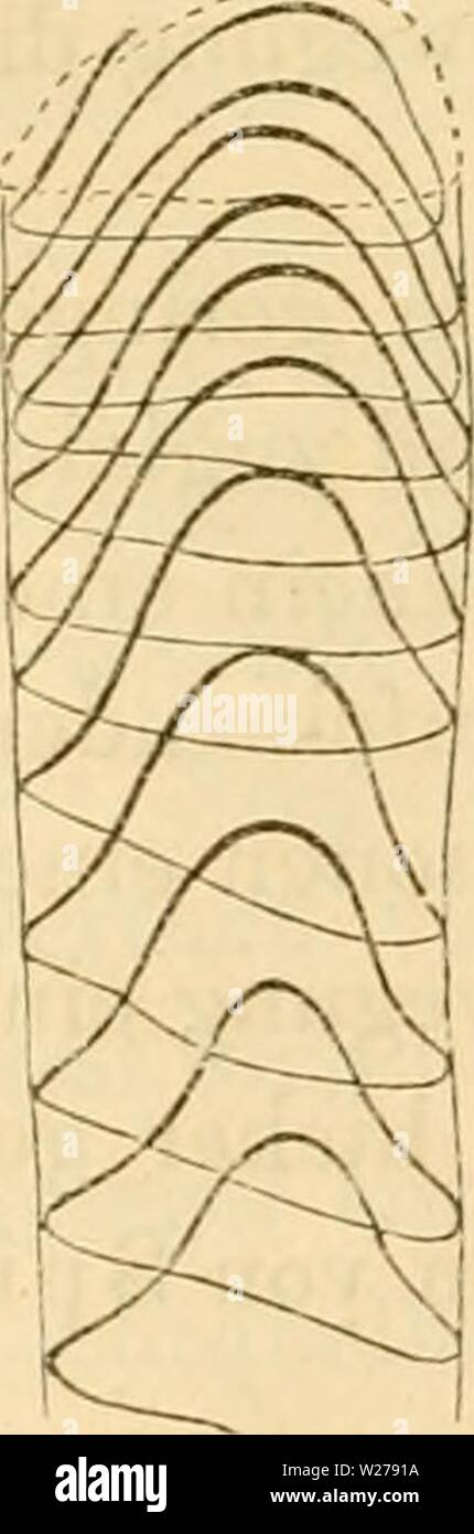 Immagine di archivio da pagina 253 di Das Mikroskop, Theorie und Anwendung. Das Mikroskop, Theorie und Anwendung desselben dasmikroskoptheo01ng Anno: 1867 234 Mikroskopische 'ahrrlehmung. 204 bald um eine excentrisclie erfolgt Ax . Iahin gehören beispiels- weise auch die vermeintlichen Schwingungen der Oscillarien, deren Niveau Veränderungen wahrend der Schwingung uomo früher über- sehen hatte. Zur Charakteristik einer Spiralbewegung gehört natürlich auch die Angabe, ob sie rechts- oder linkswendig sei. Diess zu unterschei- den ist bei kugeligen oder cylindrischen Körpern, die sich um eine centra Foto Stock