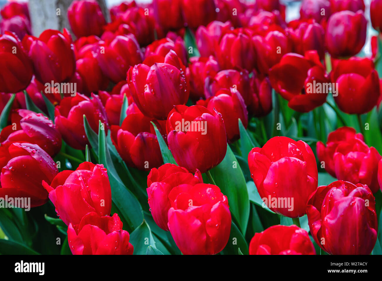 Colore rosso tulipani con gocce di pioggia sfondo, giornata di primavera dopo la pioggia a Chicago, Illinois. Strada di città decorazione, primo piano Foto Stock