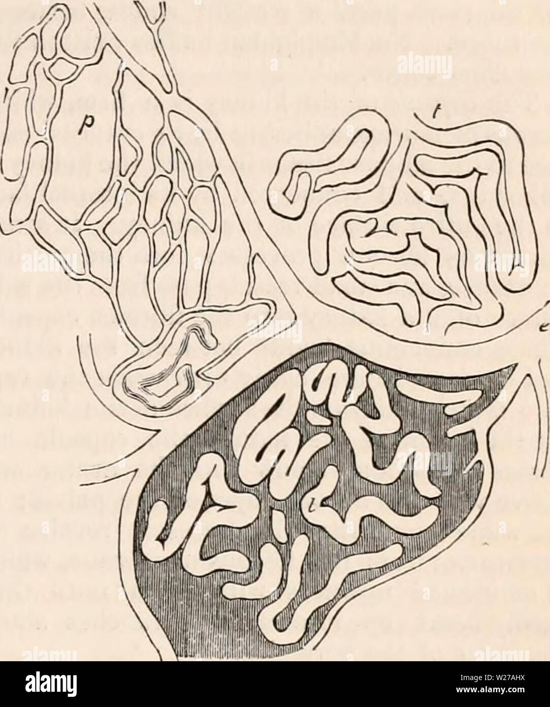 Immagine di archivio da pagina 258 della encyclopaedia - Wikizionario di anatomia e Foto Stock