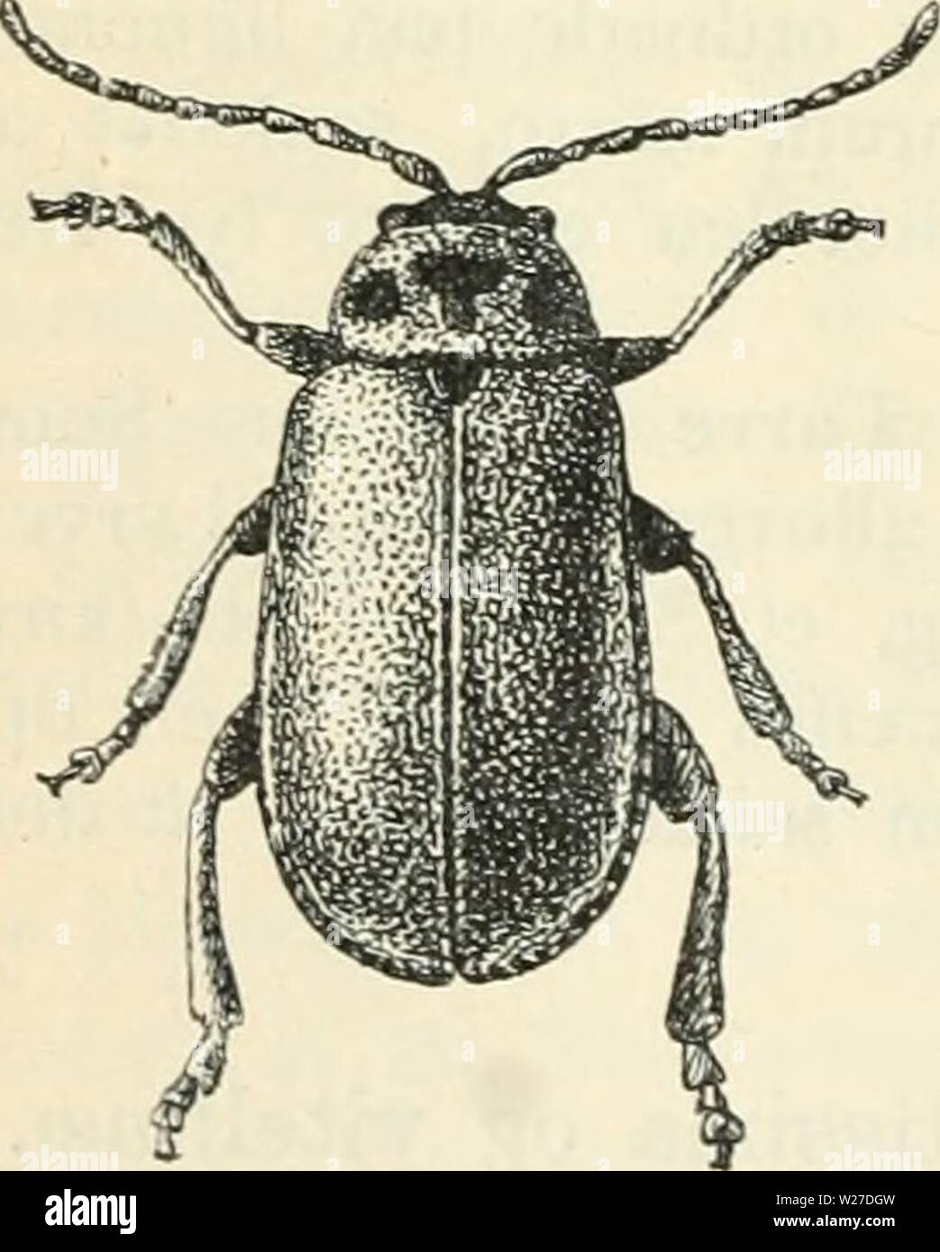 Immagine di archivio da pagina 267 di Dansk forstzoologi (1896) Foto Stock