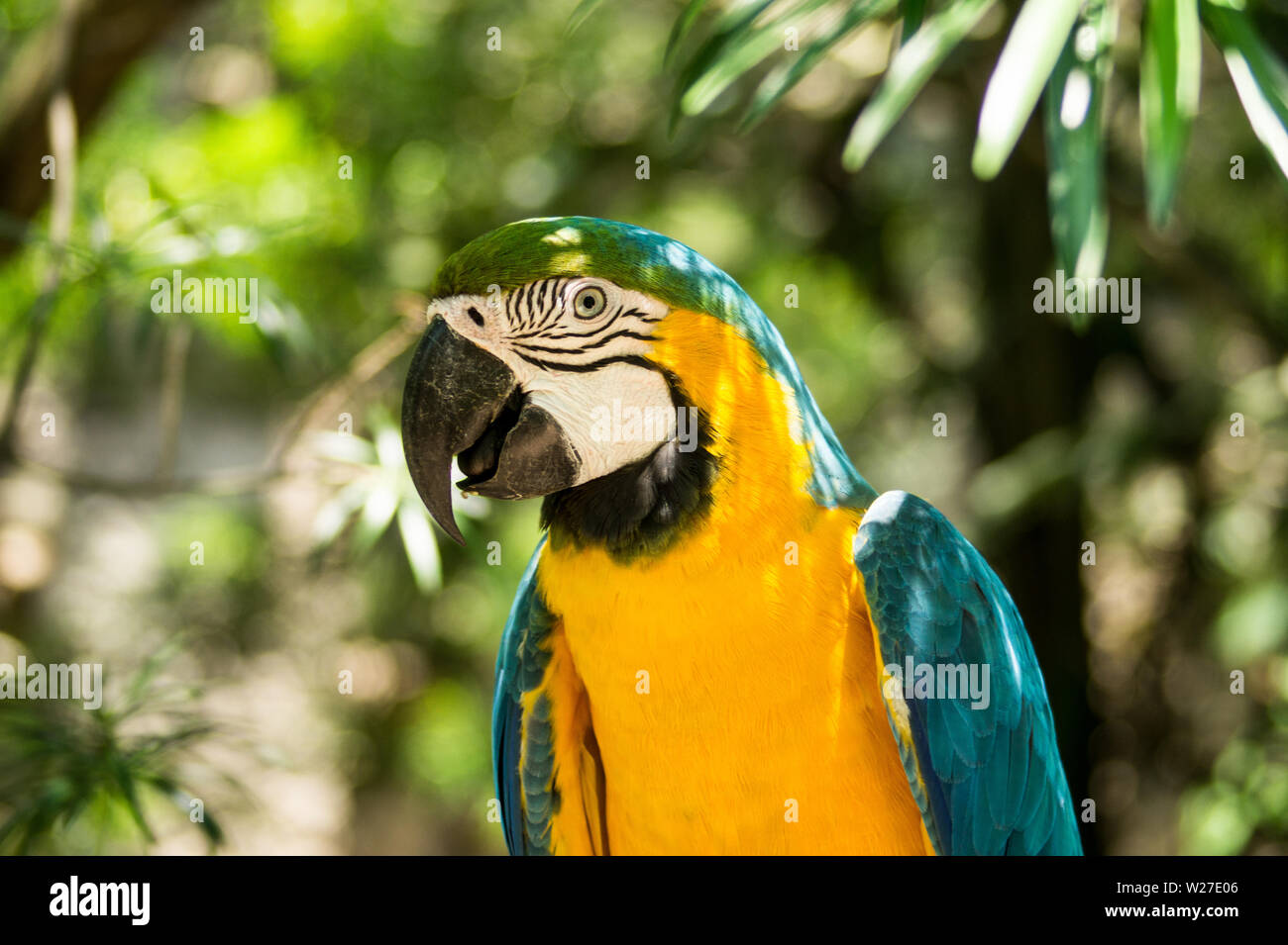Blue Macaw nella struttura ad albero Foto Stock