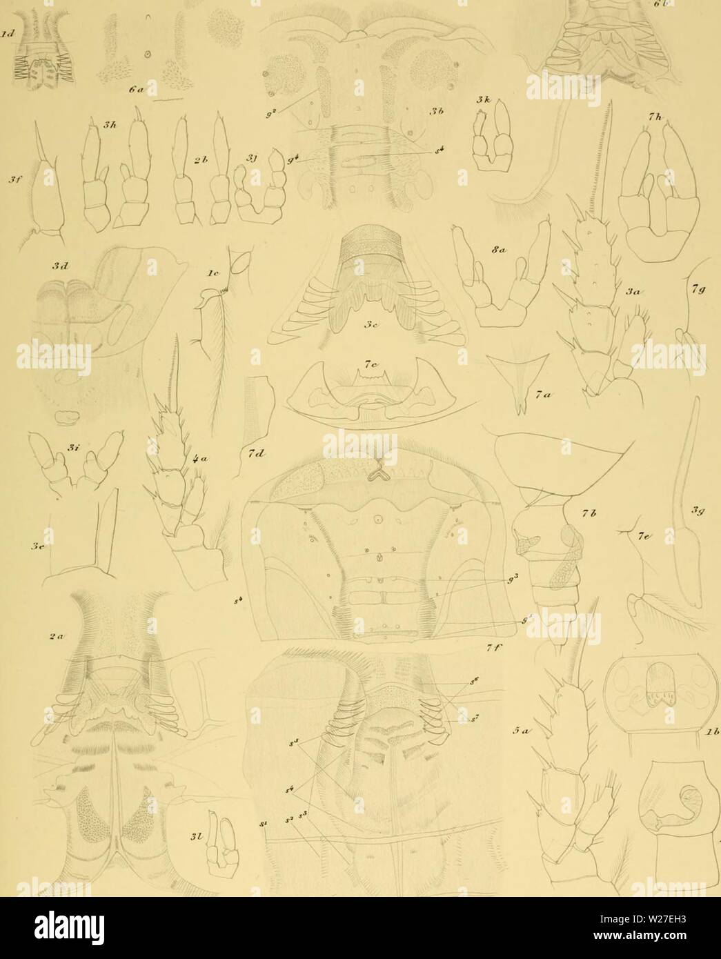 Immagine di archivio da pagina 270 del Ingolf-Expedition danese (1915). Il danese danishingolfexpe Ingolf-Expedition19150304ingo Anno: 1915 La spedizione Imolf UL con- Copepoda-. I. PI â ,ll"lÂ">" J un 'occk. 2 ChiridiuT obtusifrons G.O.S 3. Ch armalus 5Â"Â"t. 4 - nasiitus t P â o.AcMeopsis rostrctc. a.7. aaidU.. ir.vu.p.r.u. u.O.S. teruap J. Ch. modesius n. sp XVHfL deZ. Foto Stock Immagine di archivio da pagina 270 del Ingolf-Expedition danese (1915). Il danese danishingolfexpe Ingolf-Expedition19150304ingo Anno: 1915 La spedizione Imolf UL con- Copepoda-. I. PI â ,ll"lÂ">" J un 'occk. 2 ChiridiuT obtusifrons G.O.S 3. Ch armalus 5Â"Â"t. 4 - nasiitus t P â o.AcMeopsis rostrctc. a.7. aaidU.. ir.vu.p.r.u. u.O.S. teruap J. Ch. modesius n. sp XVHfL deZ. Foto Stock