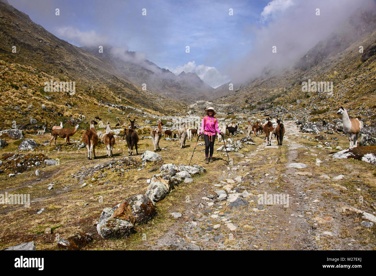 Trekking tra llama sulla Cordillera Real traversa, Bolivia Foto Stock
