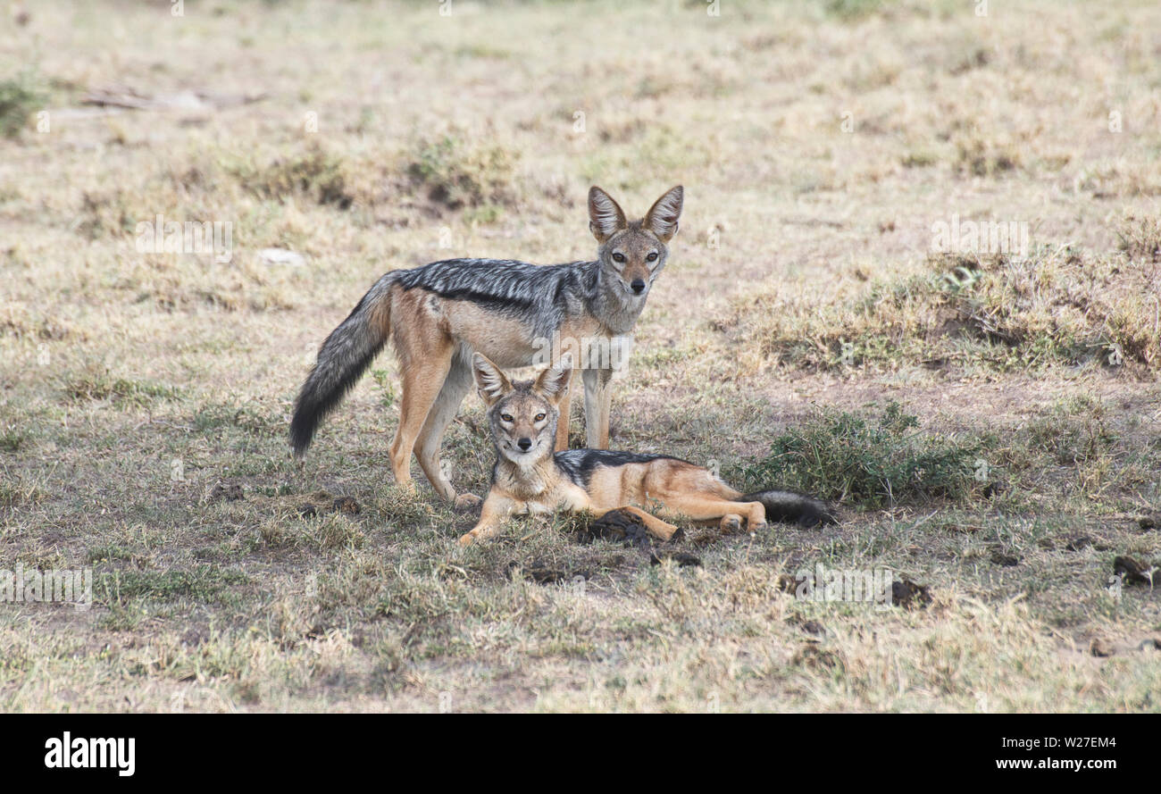 Una coppia di black-backed sciacalli (Canis mesomelas) in Oriente savana africana. Foto Stock