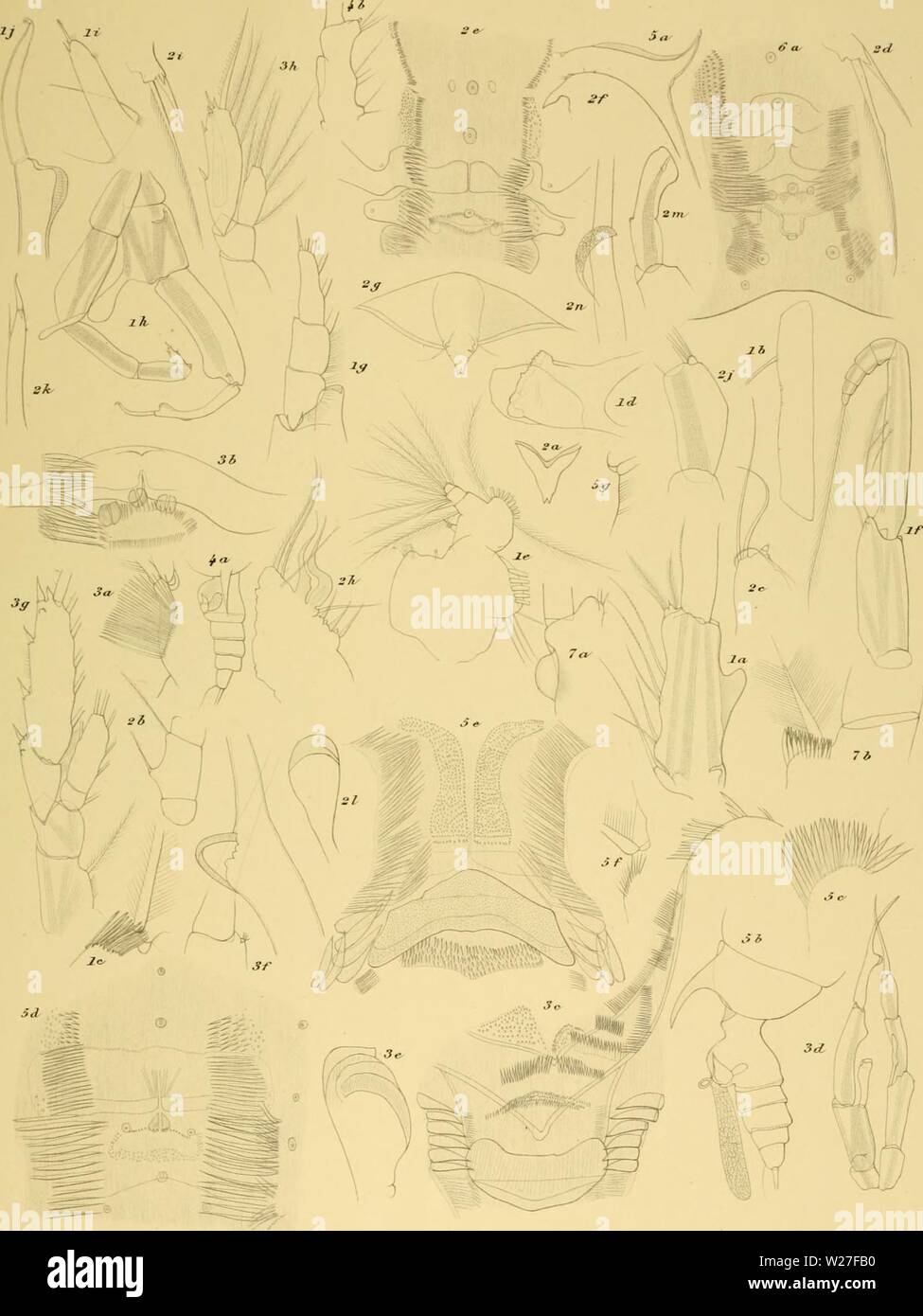 Immagine di archivio da pagina 272 del Ingolf-Expedition danese (1915). Il danese danishingolfexpe Ingolf-Expedition19150304ingo Anno: 1915 La spedizione Inolf IK. j. Con Copepoda. I. M nc 1. Oatdius brevispvmis ao.S S. &. tenuispinvs ao.S. 3. aaetanus grandi Wolf, f d viinor T.,rr. J. a. liUiivoiis ao.S. 6. a. pUe/uti fa,T. 7. G. miglia GU. Witli lug. XMMaUer sc Foto Stock