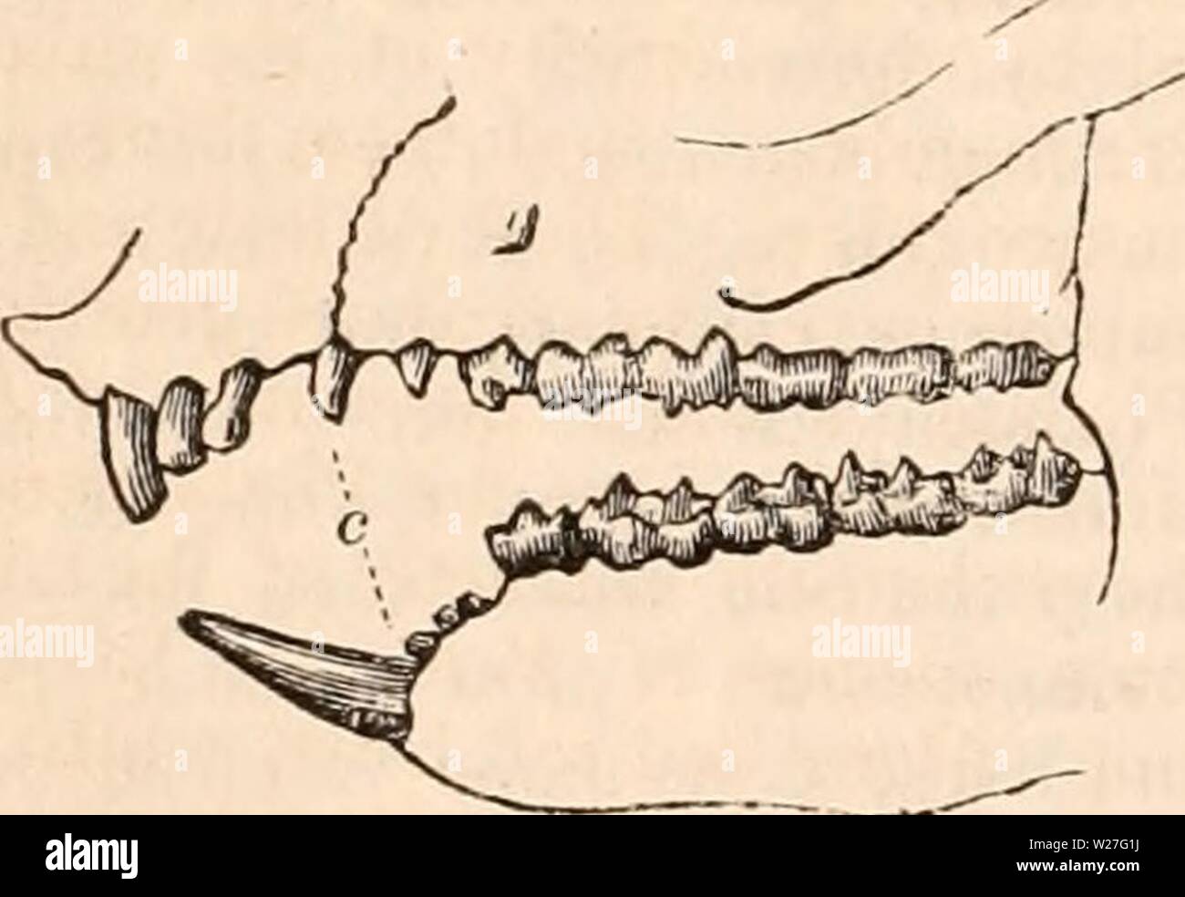 Immagine di archivio da pagina 275 della encyclopaedia - Wikizionario di anatomia e Foto Stock