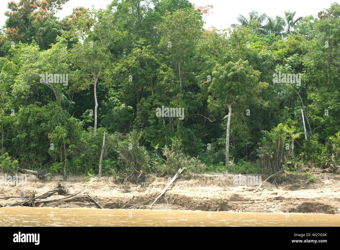 Foresta, Amazônia, Manaus, Amazonas, Brasile Foto Stock