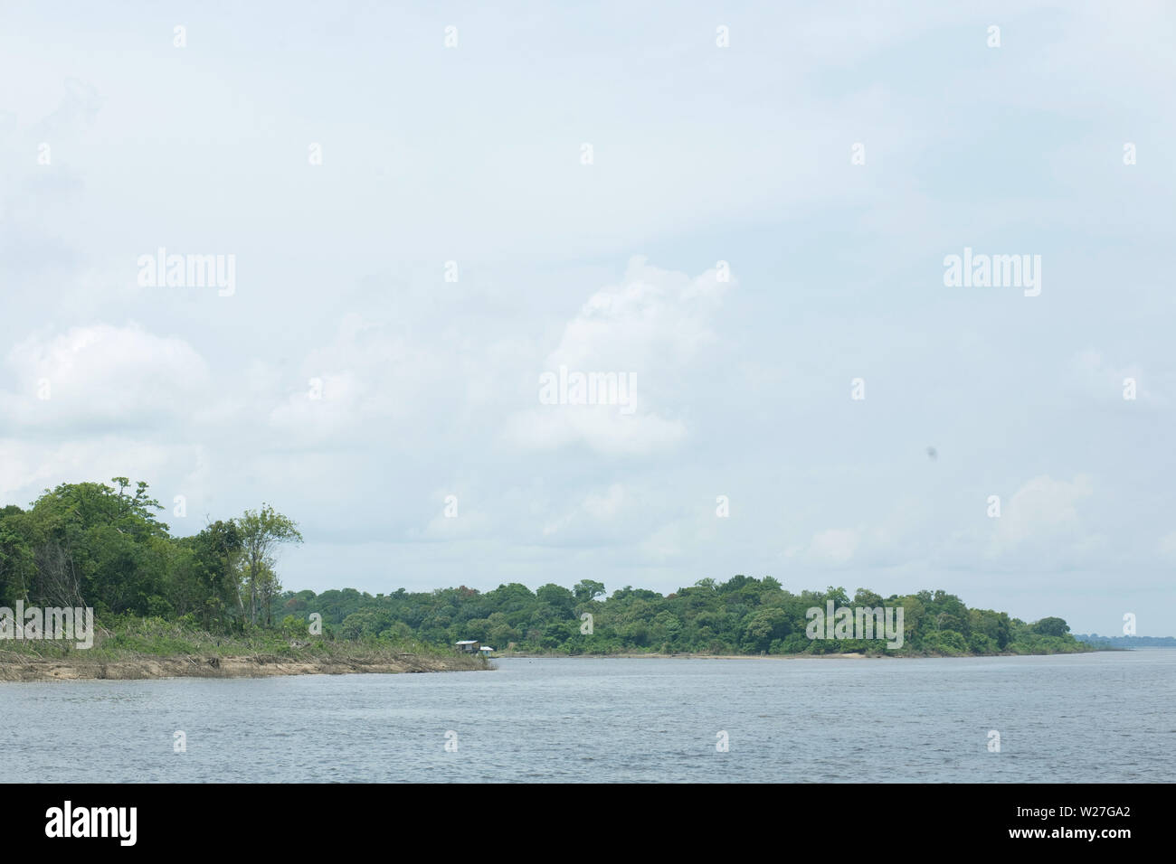 Foresta, Amazônia, Manaus, Amazonas, Brasile Foto Stock