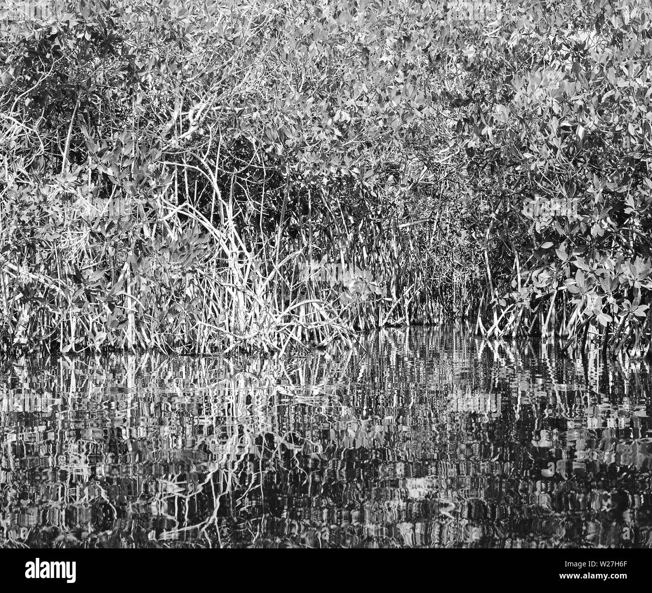 CELESTUN, YUC/MESSICO - Ott 1st, 2014: Vista della mangrovia dal fiume. B&W film. Foto Stock
