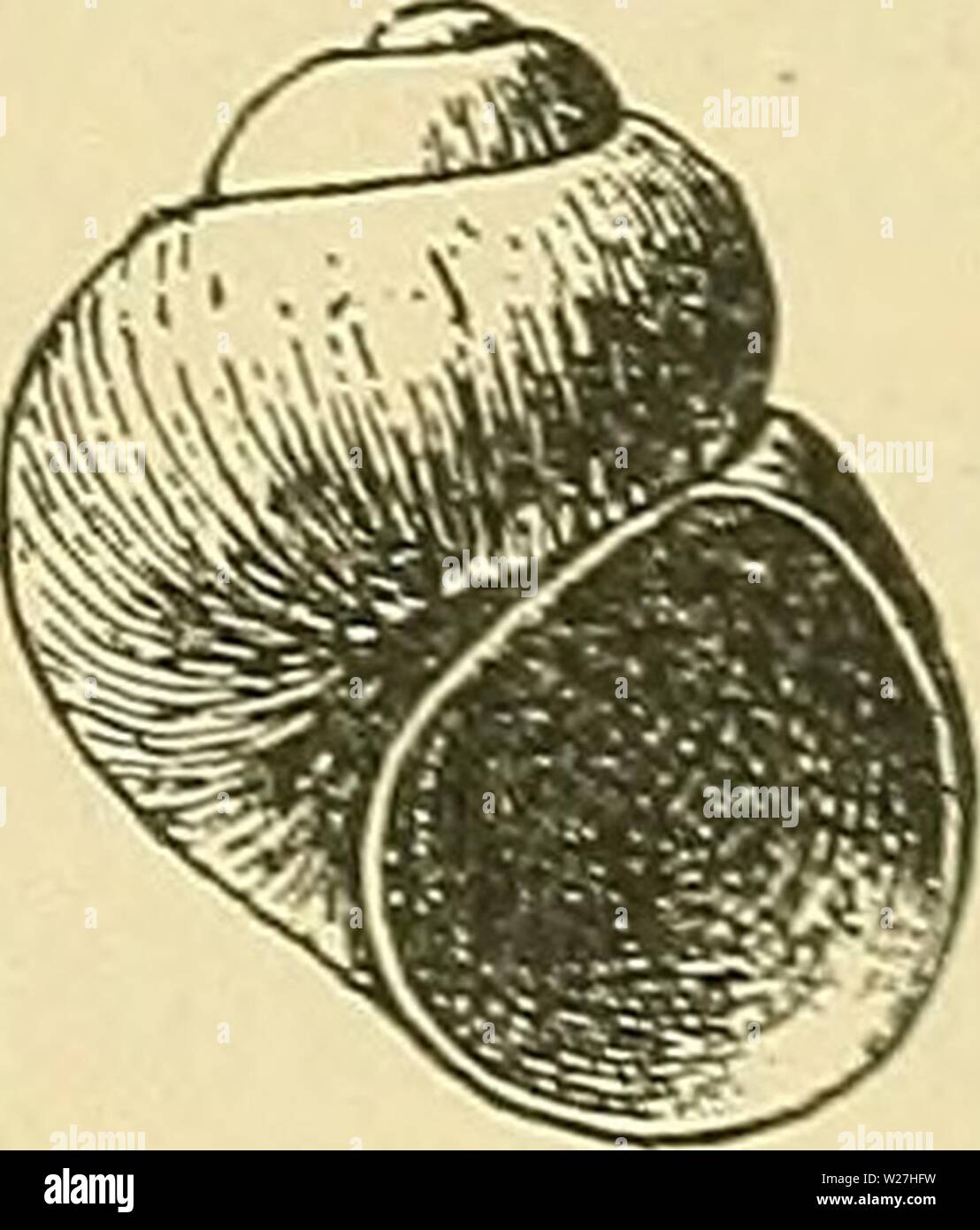 Immagine di archivio da pagina 280 della Valle della Morte spedizione A. Valle della Morte la spedizione. Una indagine biologica di parti della California, Nevada e Arizona e Utah deathvalleyexped00pesce Anno: 1893 Maggio 1893.] MOLLUSCHI DELLA VALLE DELLA MORTE la spedizione. 277 fino al consueto media per adulti. Stephens' esemplari sono tutti della stessa dimensione, sotto piuttosto che fino alla media media di adulti e di che per-'opzione duplex aspetto così esposte di frequente in acqua fresca di lumache, che rendono l'utilizzo di uno specifico nome invece di un altro semplicemente una questione arbitraria. Essi dovrebbero passare come sottospecie di sopra, o (jyrina. Foto Stock