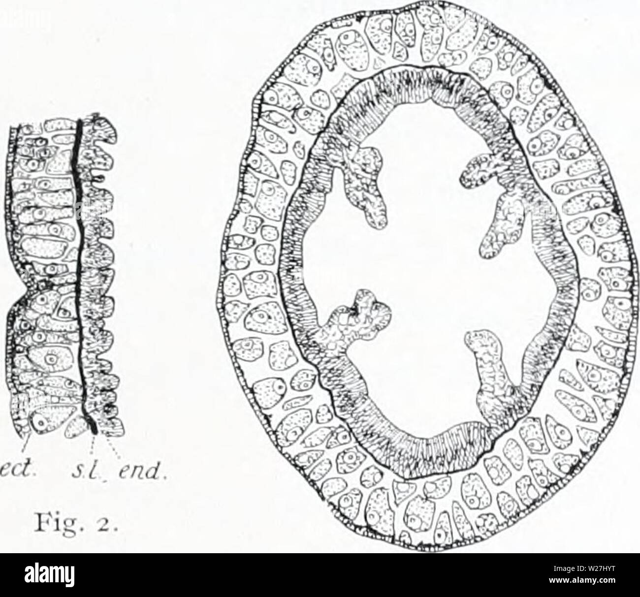 Immagine di archivio da pagina 282 danese Ingolf-spedizione (1899-1953). Il danese Ingolf-expedition danishingolfex5cpt9daniuoft Anno: 1899-1953 Miujrs.:. II. Fig. I. Sarsia princeps. La sezione trasversale della supportonei}" la lamella di ma- nubrium, una) maschio iudividual, con nervature sporgenti all'esterno (ce- todermal) lato; b) femmina singoli, con quasi la superficie esterna liscia. - In entrambe le figure il ecto- e cndodermal cell-strati sono omessi, con l'eccezione di elementi muscolari; il ectodermiche, longitudinale muscolo-fibrille sono visto in sezione trasversale, parzialmente annegata nel sur- Foto Stock