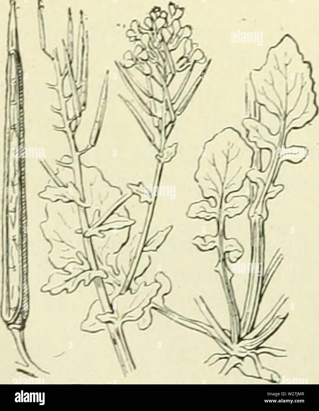 Immagine di archivio da pagina 285 di De flora van Nederland (1909-11). De flora van Nederland defloravannederl02heuk Anno: 1909-11. 256 - CRUCIFERAE. FAMILIE 39. klep incontrato 1 krachtige nerf. Zaden ovaal, samengedrukt, niet gevleugeld, 1-rijig. Bloemen vrij groot di Klein. Onderste bladen liervormig, gevind di vindeelig, de stengelbladen meeren- deels geoord stengelomvattend. Planten onbehaard incontrato hoekig gestreepten stengel. Biologische bijzonderheden. De bloemen vallen door het uitgespreid staan der kroonbladen goed op. De honigkliertjes zitten aan den voet der kortere en tusschen de voeten der lang Foto Stock