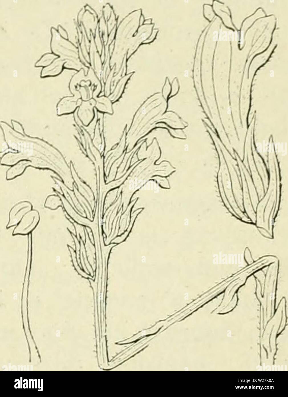 Immagine di archivio da pagina 286 di De flora van Nederland (1909-11). De flora van Nederland defloravannederl03heuk Anno: 1909-11. Orobanche amethystea FlK- 331. 0. purpÃ¼rea') Jacq. (O. coeri'ilea -) Vill., PhelipaÃa â ) coeailea C. A. Meijer). Blauwe bremraap (fig. 332). Bij deze breinraapsoort è de stengel onvertakt, vooral naar boven klier- achtig kortbehaard, een weinig verdikt aan den voet, vrij krachtig, blauwachtig incontrato weinige, 2 cM lange schubben. De bloemen staan in een 10-20-bloemige, iets losse, cylindrische, aan den top afgeronde aar, zij zijn 18-30 mM lang, gekromd. Van de 3 schutb Foto Stock