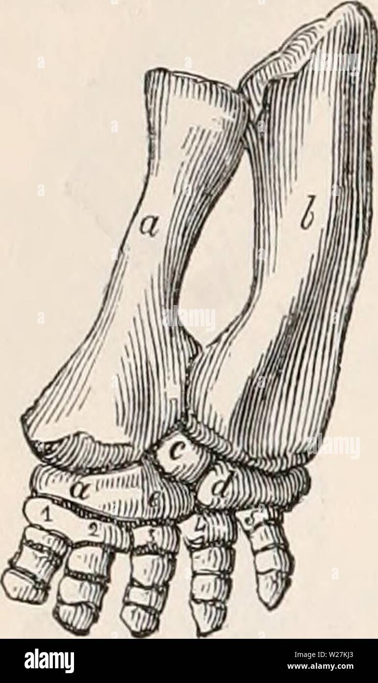 Immagine di archivio da pagina 289 della encyclopaedia - Wikizionario di anatomia e Foto Stock